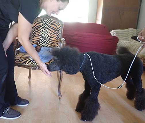 chiropracticDrAngela01