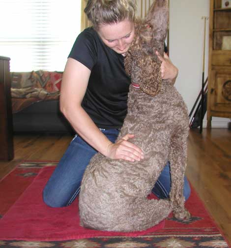 chiropracticcarestandardpoodles18bruno