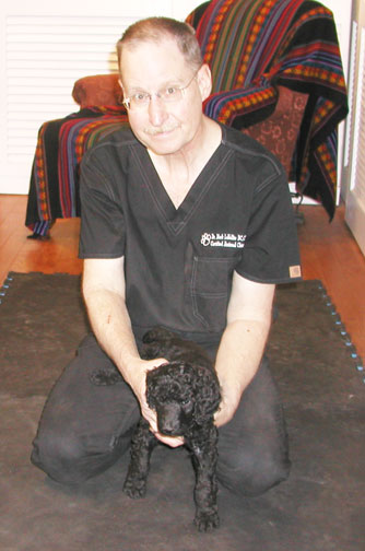chiropracticcarestandardpoodles31puppy chiropracticcarestandardpoodles31puppy