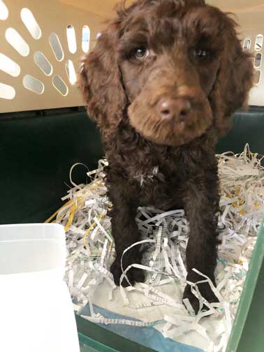 travelcratepupClaudeFL travelcratepupClaudeFL