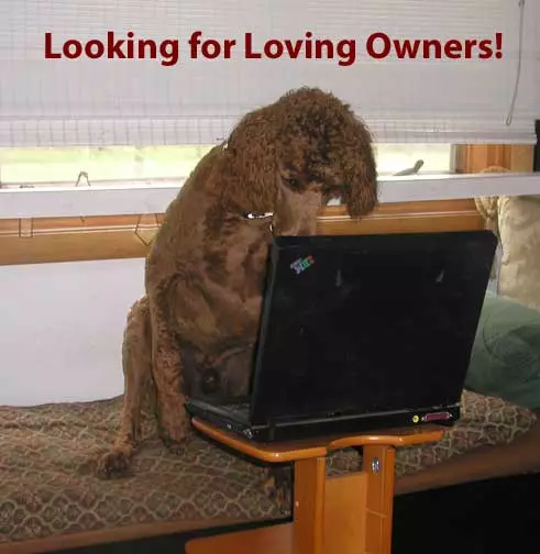 daniellovingowners daniellovingowners