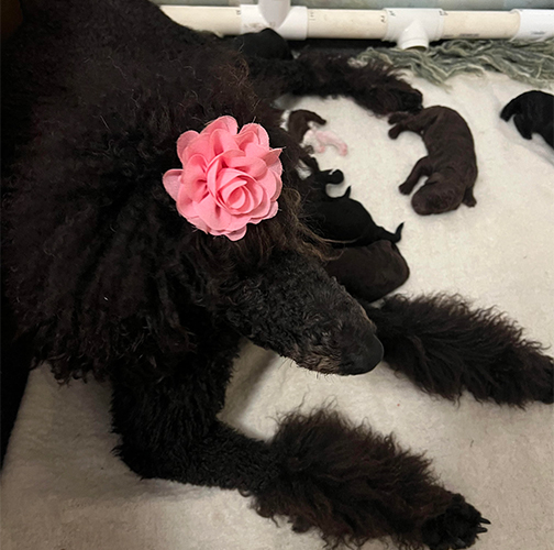 hg1wk01largestandardpoodles hg1wk01largestandardpoodles