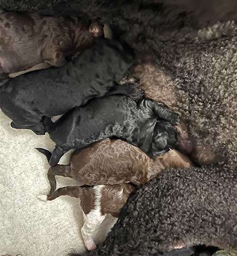 hg1wk02largestandardpoodles hg1wk02largestandardpoodles