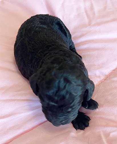 hg1wk04largestandardpoodles hg1wk04largestandardpoodles