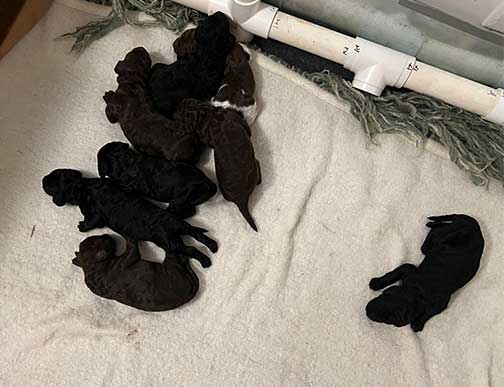 hg1wk05largestandardpoodles hg1wk05largestandardpoodles