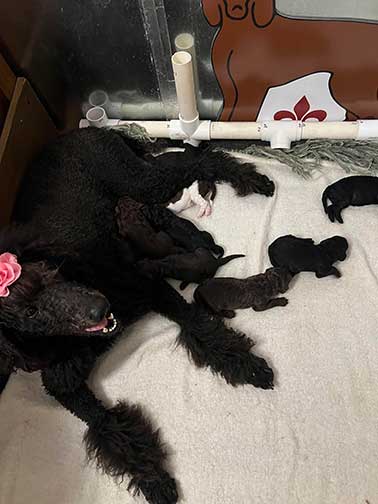 hg1wk06largestandardpoodles hg1wk06largestandardpoodles