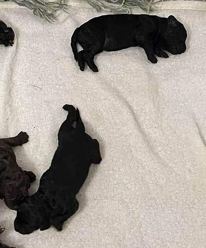 hg1wk07largestandardpoodles hg1wk07largestandardpoodles