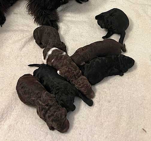 hg1wk08largestandardpoodles hg1wk08largestandardpoodles