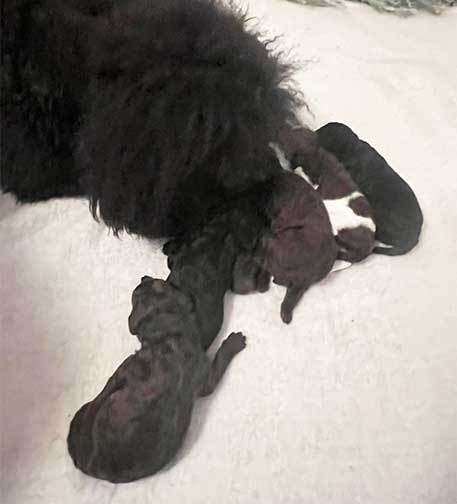 hg1wk09largestandardpoodles hg1wk09largestandardpoodles