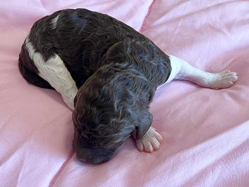 hg1wk10largestandardpoodles hg1wk10largestandardpoodles