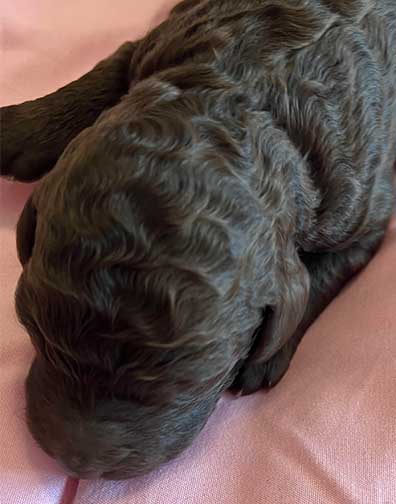 hg1wk11largestandardpoodles hg1wk11largestandardpoodles