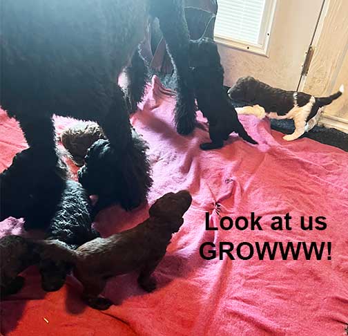 hg3wkstandardpoodlesforsale01 hg3wkstandardpoodlesforsale01