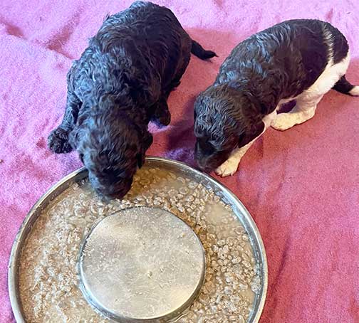 hg3wkstandardpoodlesforsale02 hg3wkstandardpoodlesforsale02