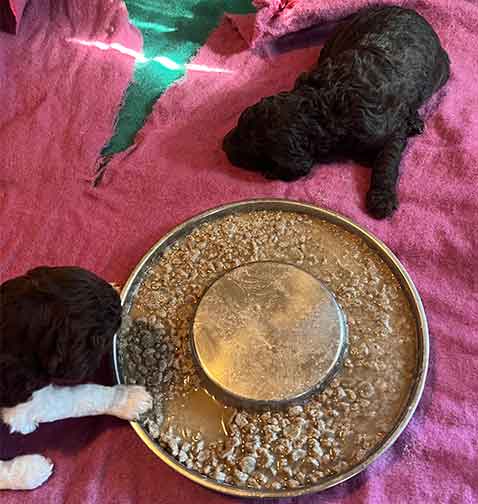 hg3wkstandardpoodlesforsale03 hg3wkstandardpoodlesforsale03