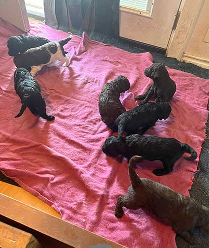 hg3wkstandardpoodlesforsale04 hg3wkstandardpoodlesforsale04