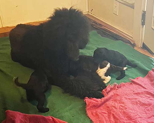 hg3wkstandardpoodlesforsale05 hg3wkstandardpoodlesforsale05