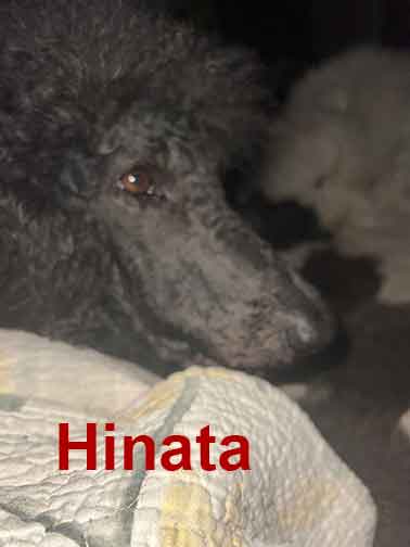 hinataroaylstandardpoodle01