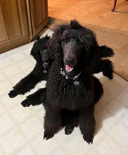 hinataroaylstandardpoodle02 hinataroaylstandardpoodle02