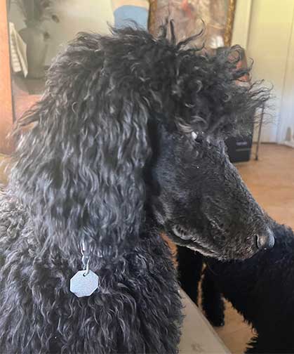hinataroaylstandardpoodle03