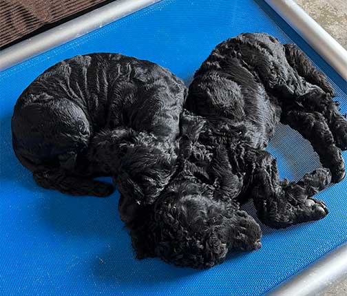 hinataroaylstandardpoodle6wks