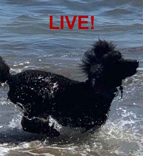 hinataroaylstandardpoodlewater hinataroaylstandardpoodlewater