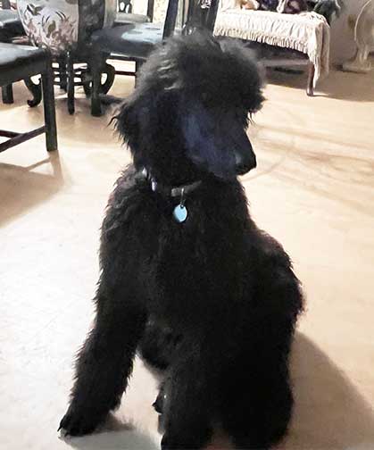 hinataroyalstandardpoodleforyou01