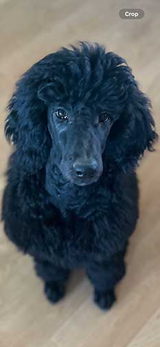 royalstandardpoodleSienna4mo011726-01 royalstandardpoodleSienna4mo011726-01