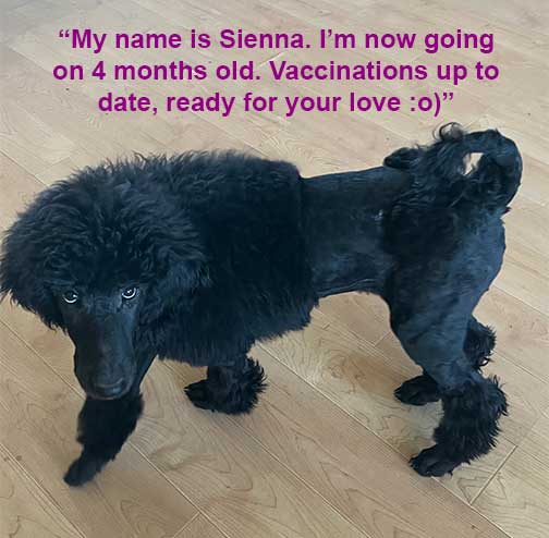 royalstandardpoodleSienna4mo011726-02 royalstandardpoodleSienna4mo011726-02
