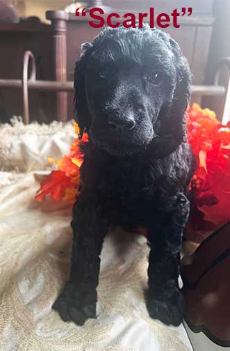 scarlet5wk6671 scarlet5wk6671