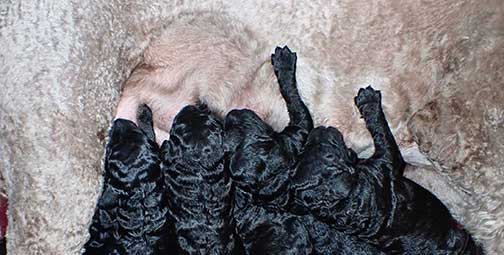 standardpoodlesforyou01 standardpoodlesforyou01