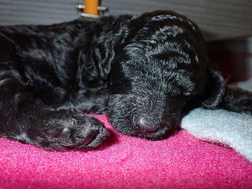 standardpoodlesforyou06 standardpoodlesforyou06