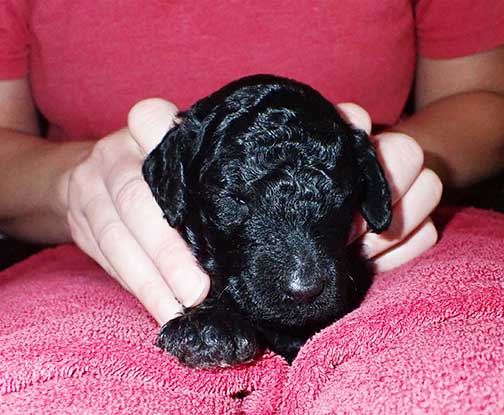 standardpoodlesforyou06