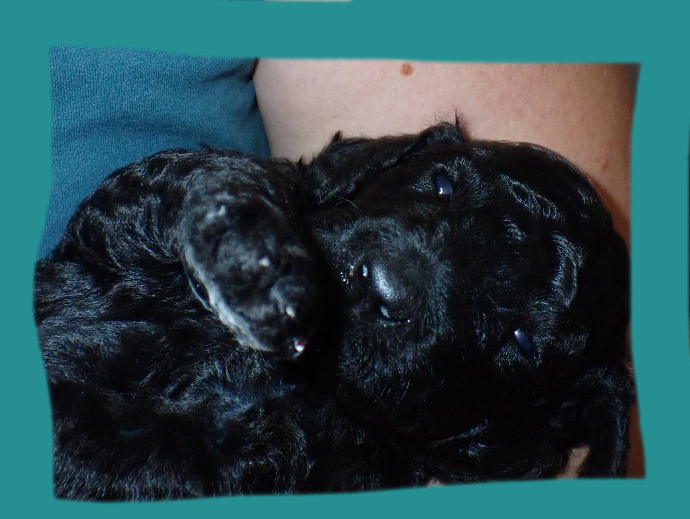 standardpoodlesforyou06