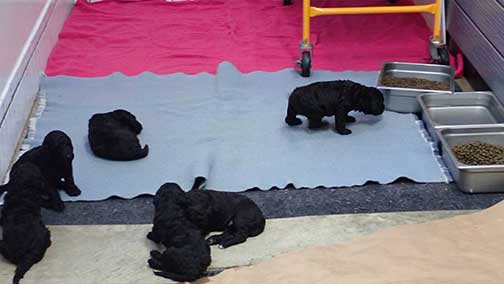 standardpoodlesforyou06