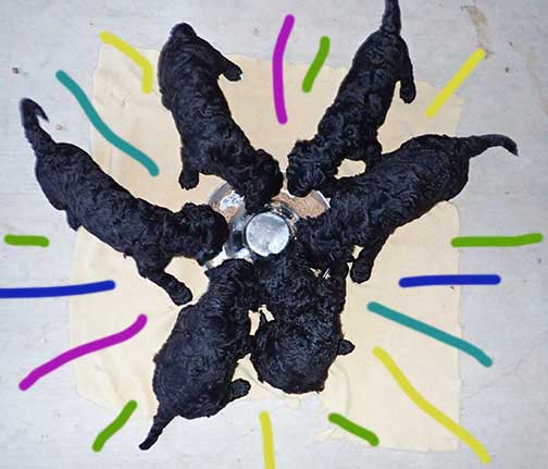 standardpoodlesforyou06 standardpoodlesforyou06