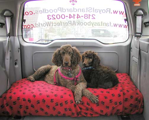 travelingvanroyalstandardpoodles02 travelingvanroyalstandardpoodles02